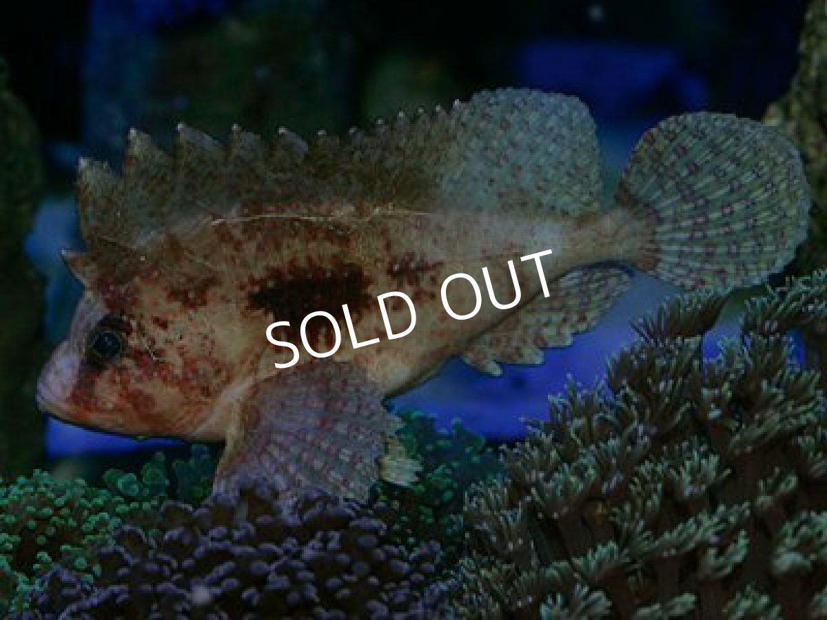 画像3: ヤマヒメ (3)