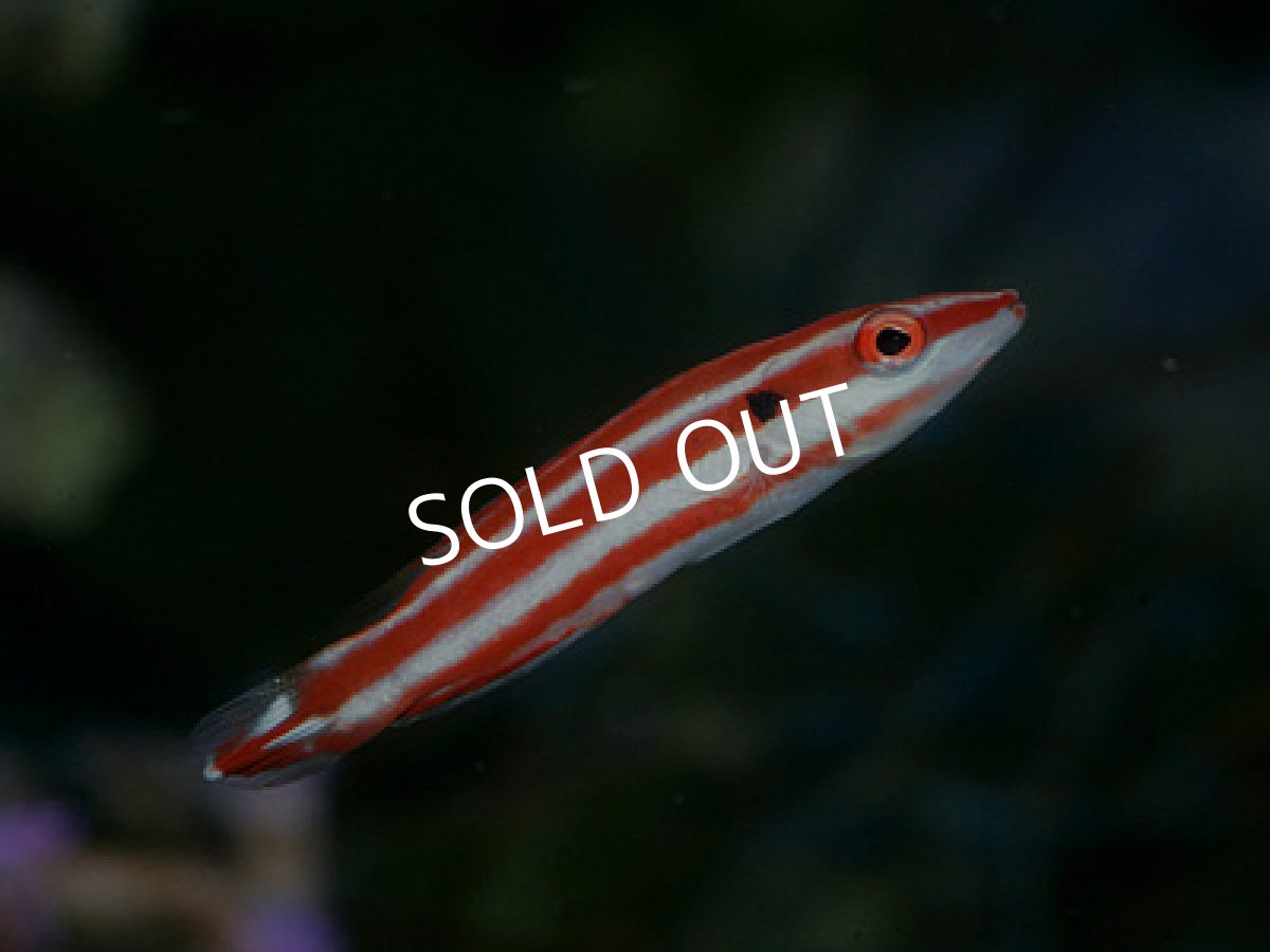 画像2: レッドストライプボグフィッシュ (2)