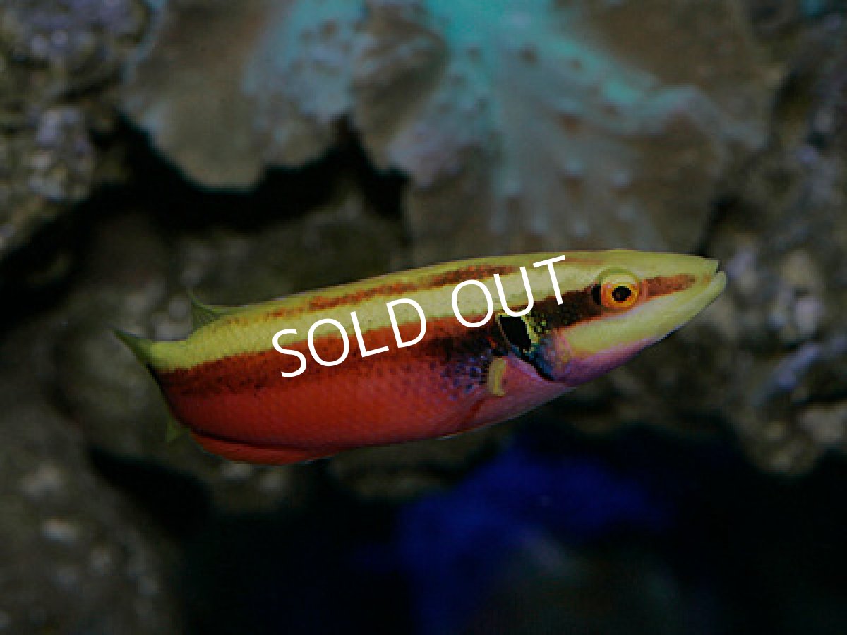 画像2: ネオンラス (2)