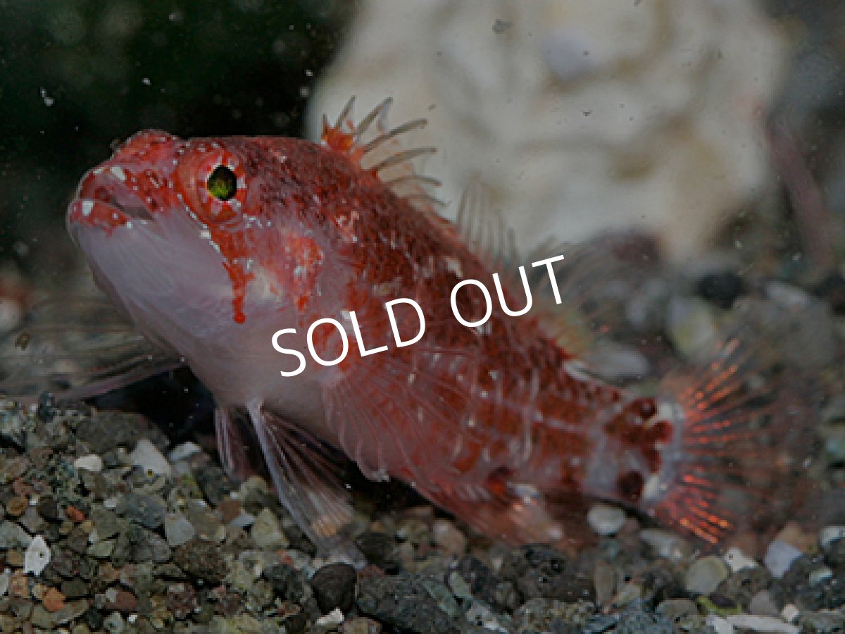 画像2: イズハナダイの一種 (2)