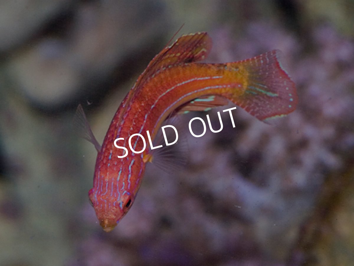 画像2: セイシェルズフラッシャーラス (2)