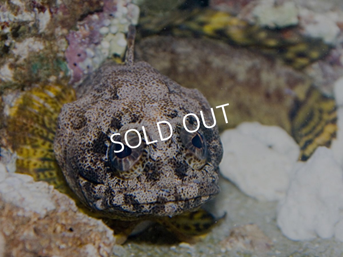 画像2: ダーウィンジョーフィッシュ LL (2)