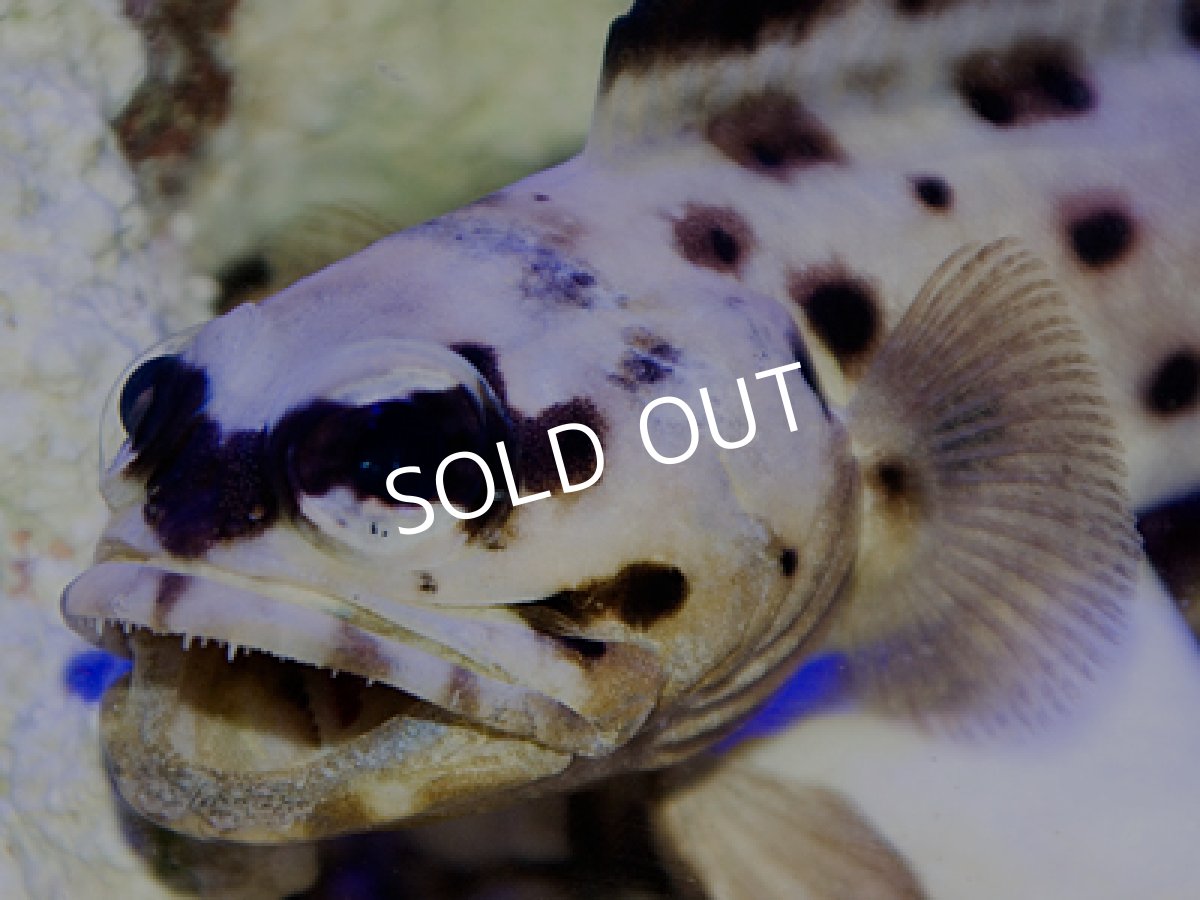 画像2: パプアンジョーフィッシュ ML (2)