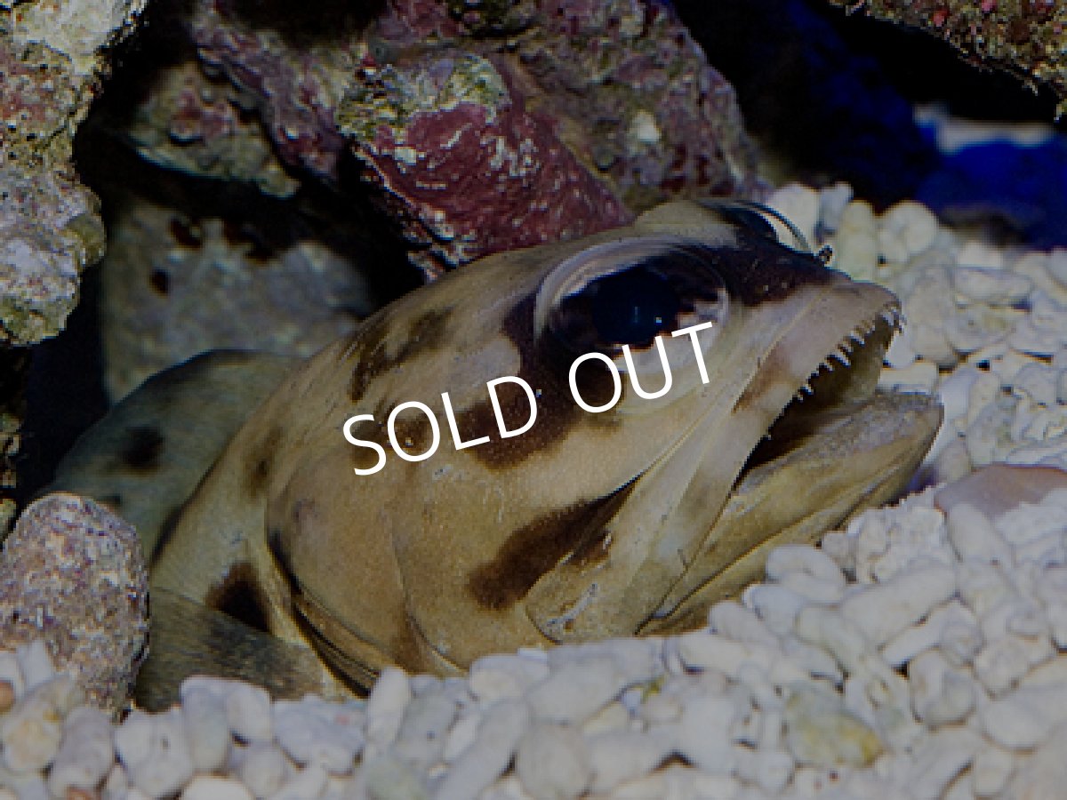 画像2: パプアンジョーフィッシュ L (2)