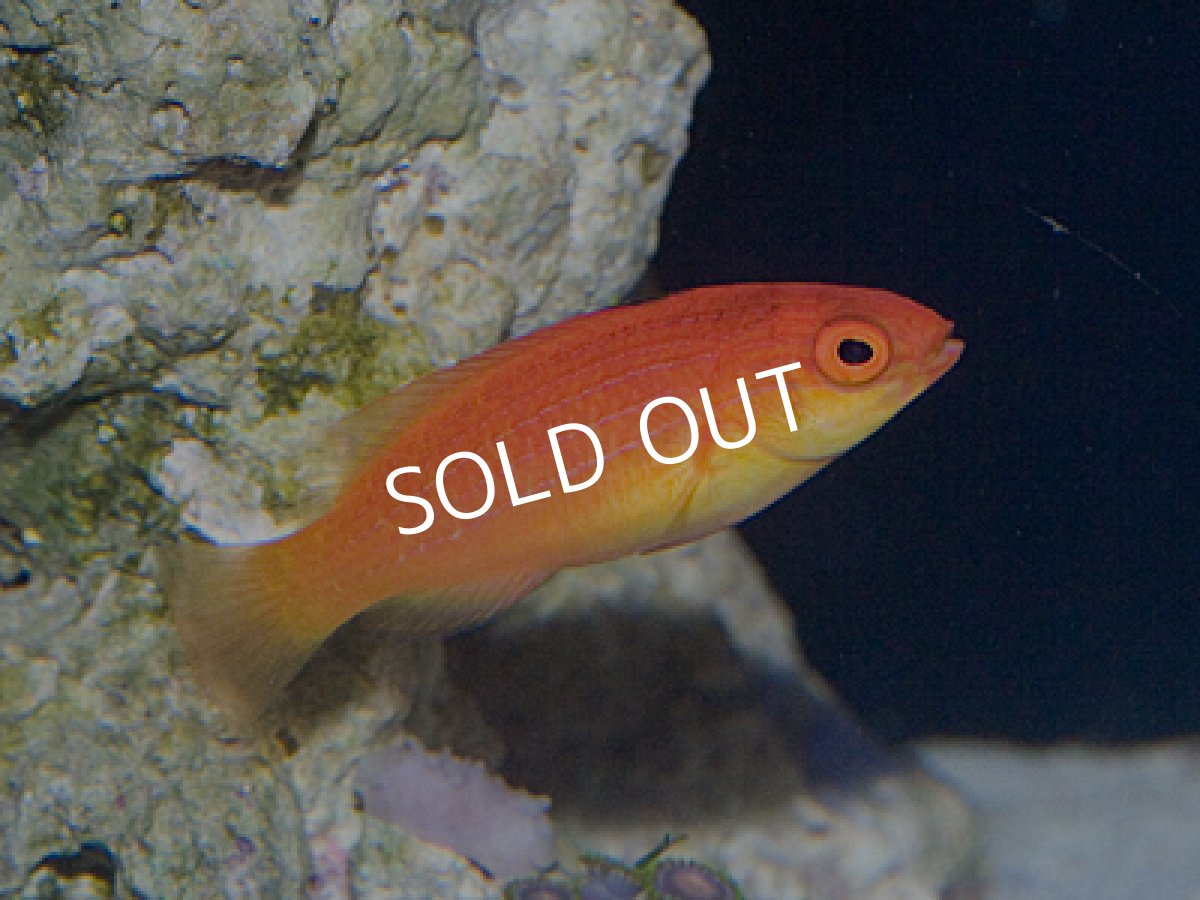 画像2: フーデットフェアリーラス 1pr (2)