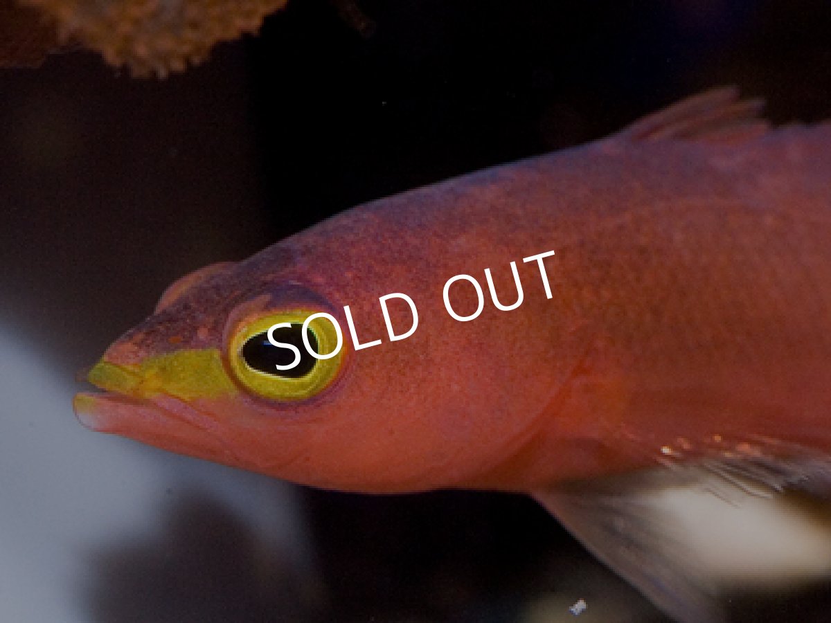 画像2: ケーブバスレット (2)