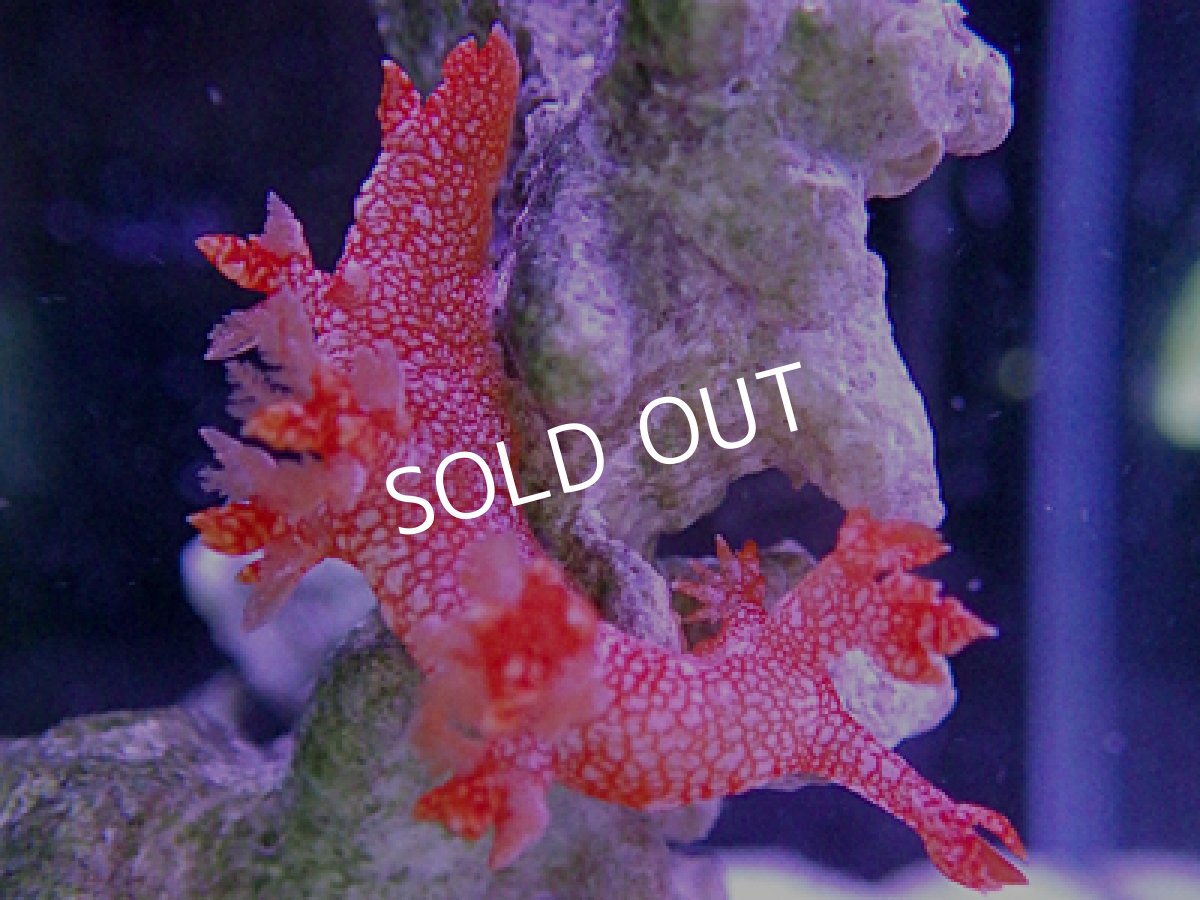 画像2: ドラゴンシースラッグ (2)