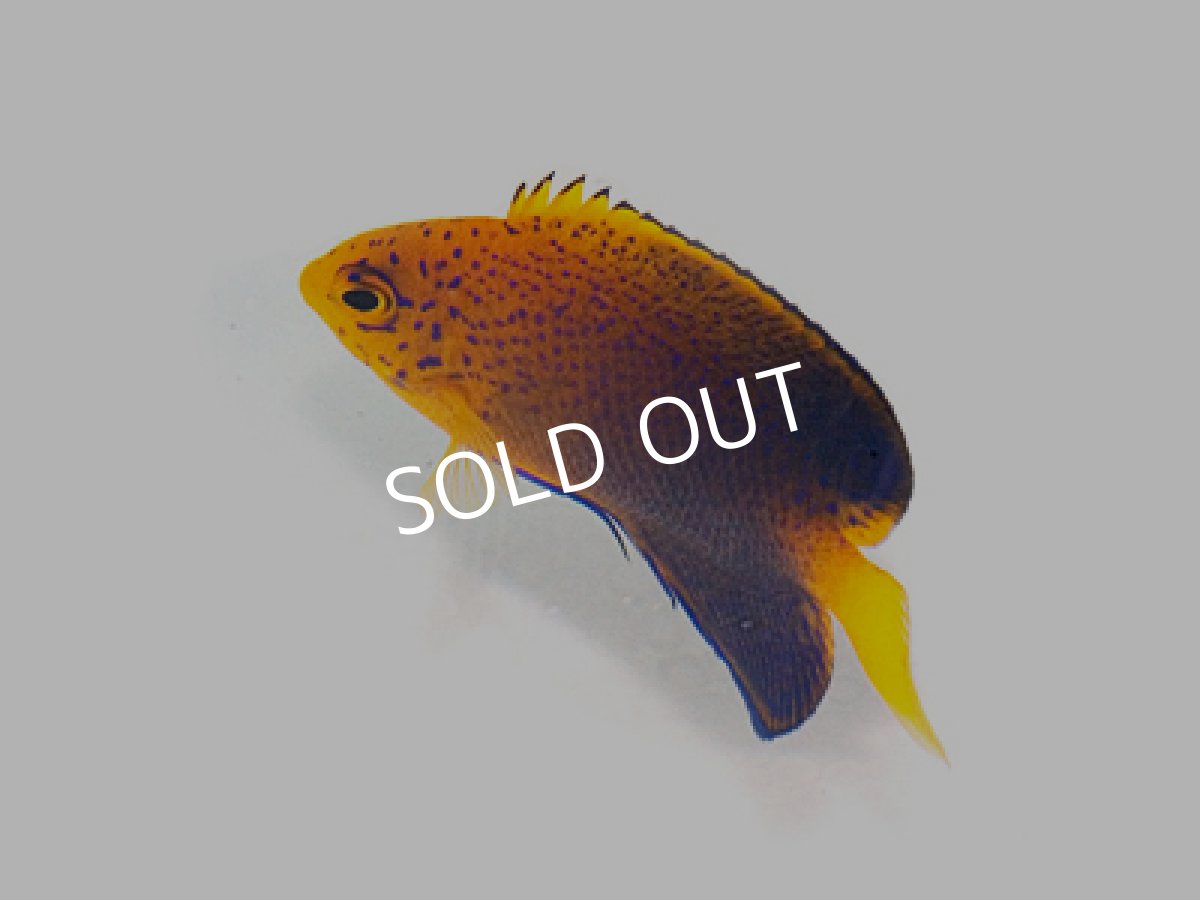 画像2: レンテンヤッコ SM (2)