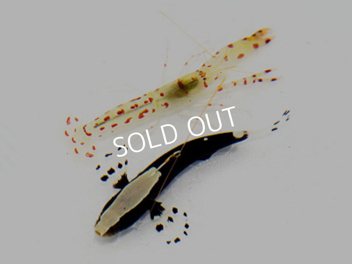 画像2: オドリハゼ(ペア)&ダンスゴビーシュリンプ (2)