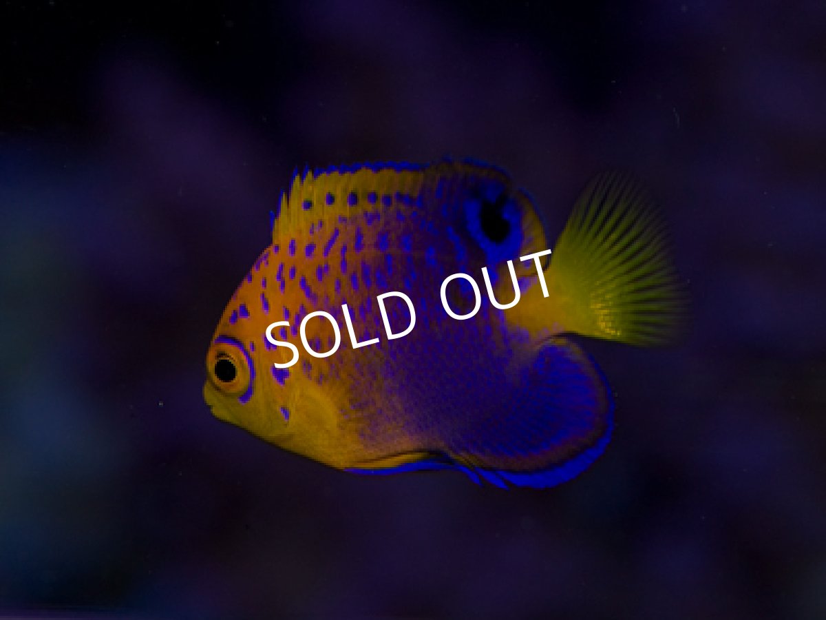 画像2: レンテンヤッコ S (2)