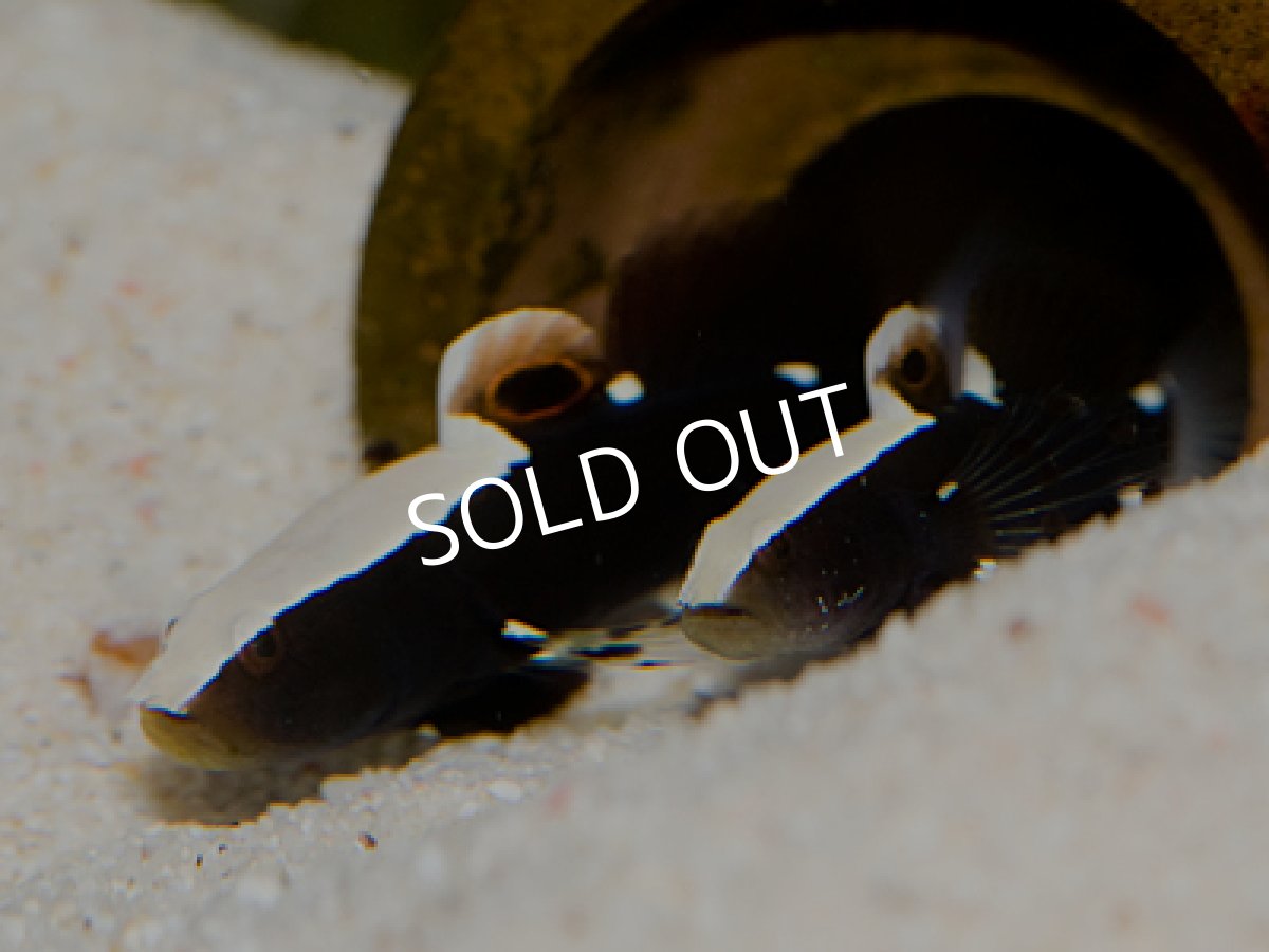 画像3: オドリハゼ(ペア)&ダンスゴビーシュリンプ (3)