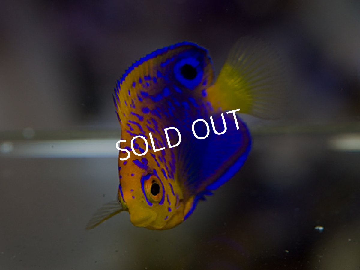 画像2: レンテンヤッコ　S (2)