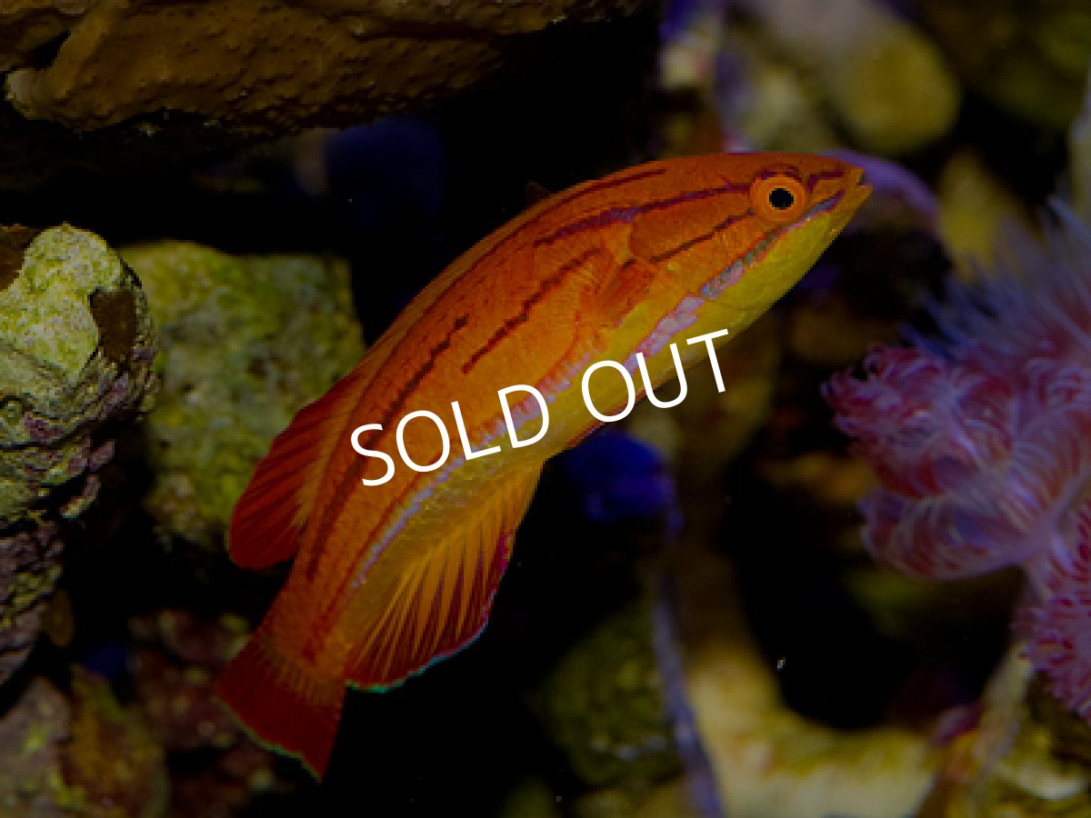 画像2: レッドフィンフラッシャーラス (2)