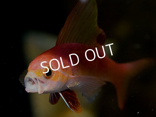インディアンセルフィンアンティアス 海水魚専門店 Ceppo Onlinestore インディアンセルフィンアンティアス 海水魚専門店 Ceppo Onlinestore