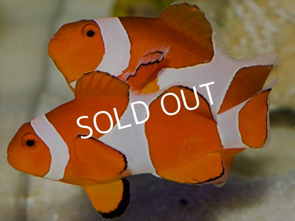 八重山産 スーパーオレンジカクレクマノミ ペア - 海水魚専門店 ceppo