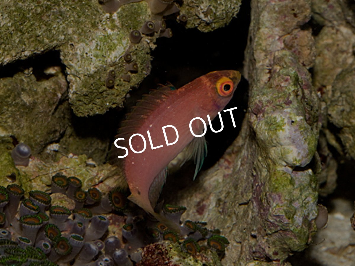 画像3: パイルズフェアリーラス トリオ バヌアツ産 (3)