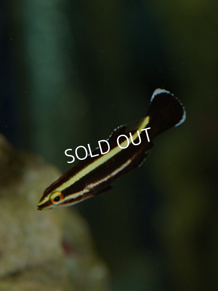 画像2: シマキツネベラ 幼魚 (2)