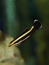 画像2: シマキツネベラ　幼魚 (2)
