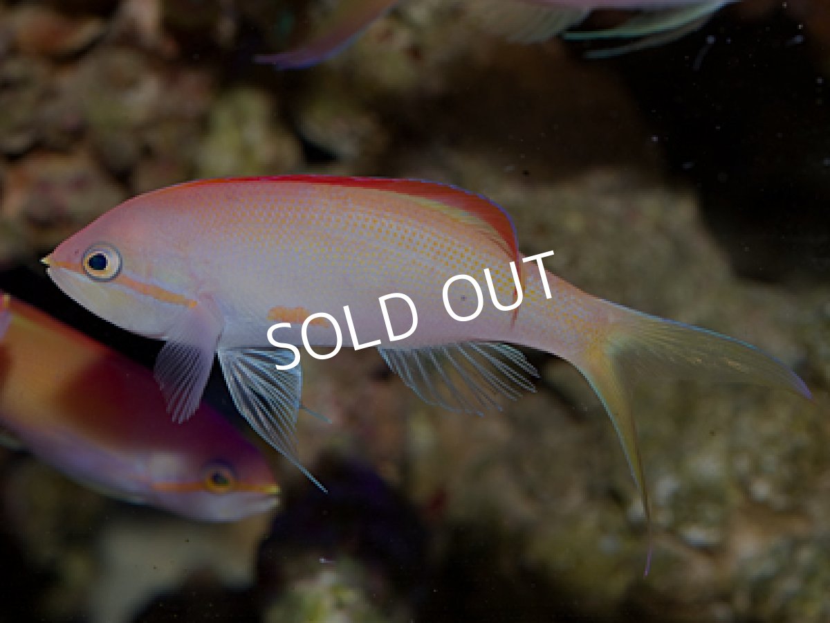 画像2: フレームアンティアス モリディブ産 (2)