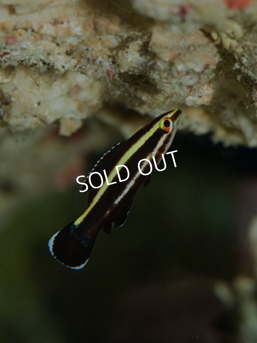 画像3: シマキツネベラ 幼魚 (3)