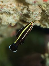 画像3: シマキツネベラ　幼魚 (3)