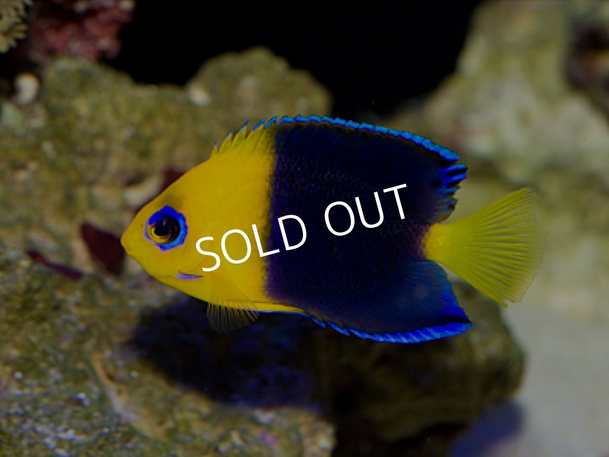 画像2: ココスピグミーエンゼル (2)