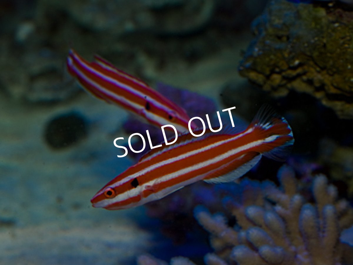 画像2: レッドストライプホグフィッシュ (2)