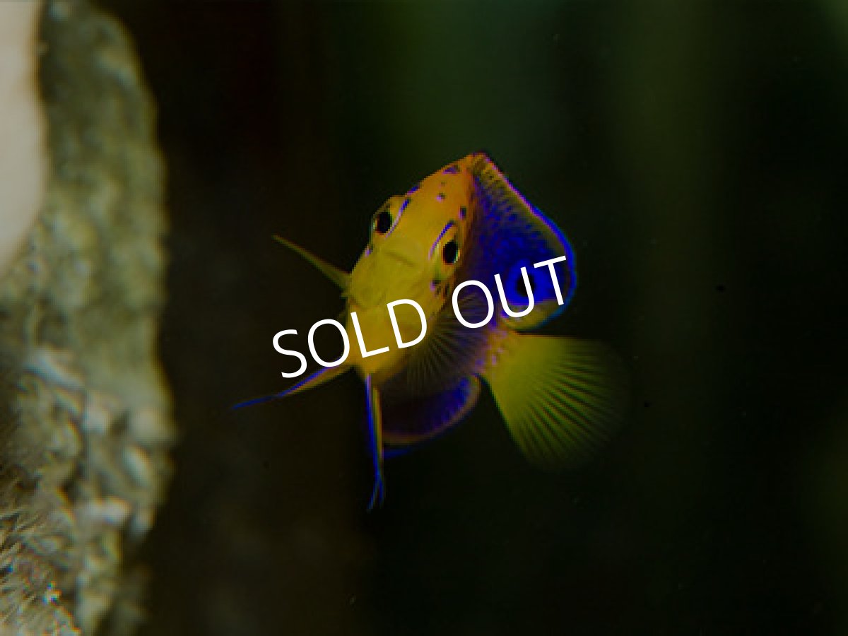 画像2: レンテンヤッコ   (2)