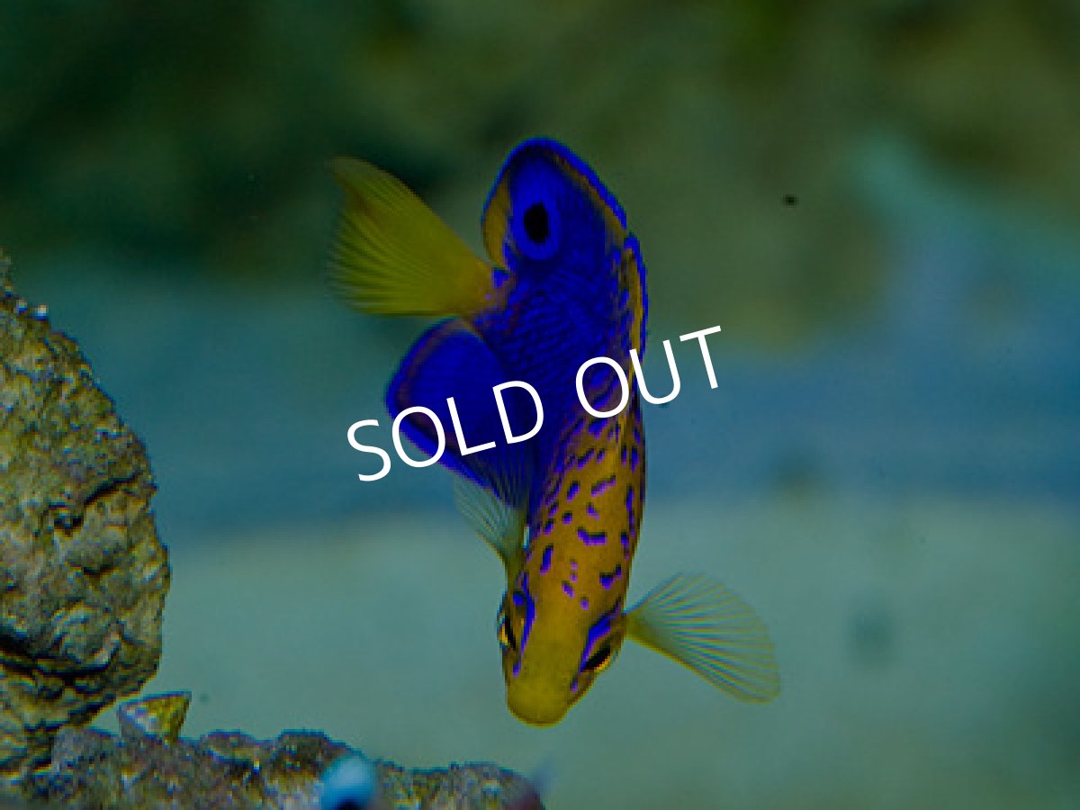 画像3: レンテンヤッコ   (3)