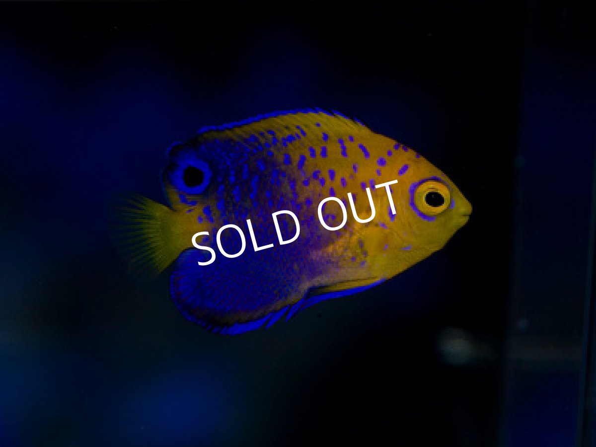 画像2: レンテンヤッコ   (2)