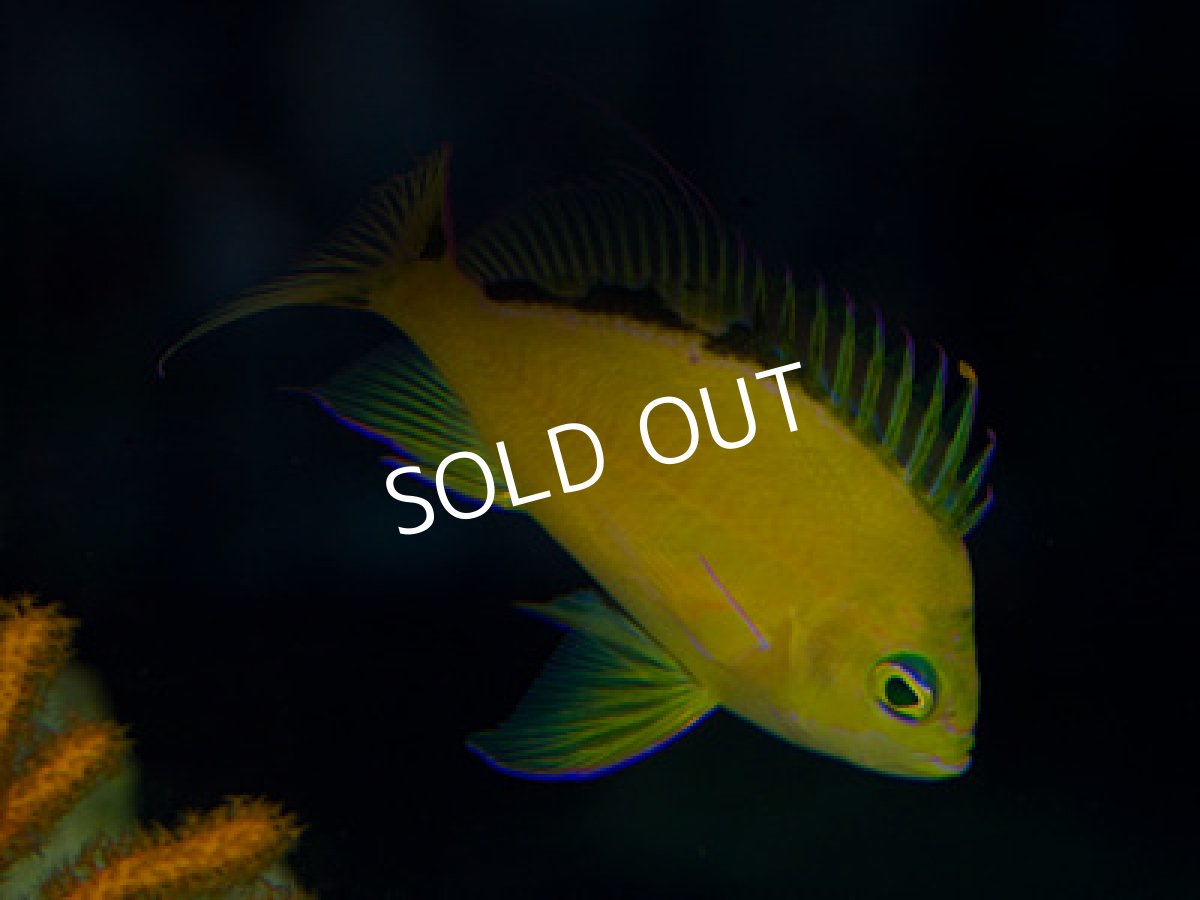 画像2: イエローアンティアス (2)