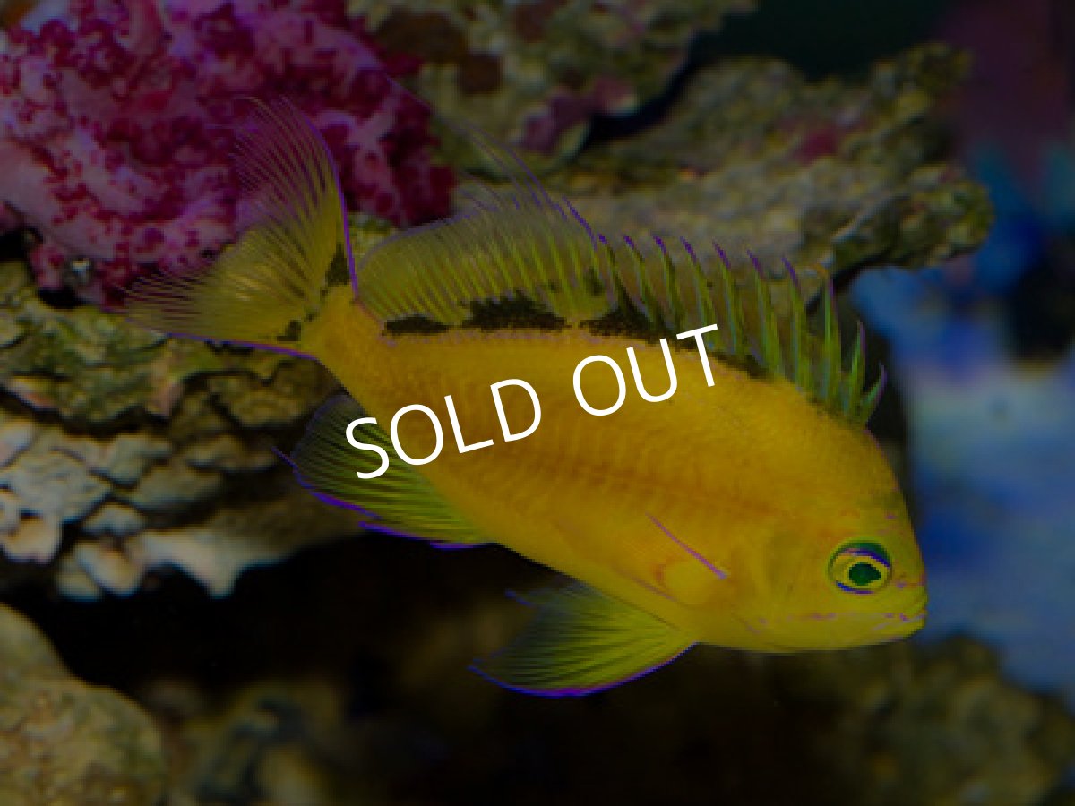 画像2: イエローアンティアス (2)