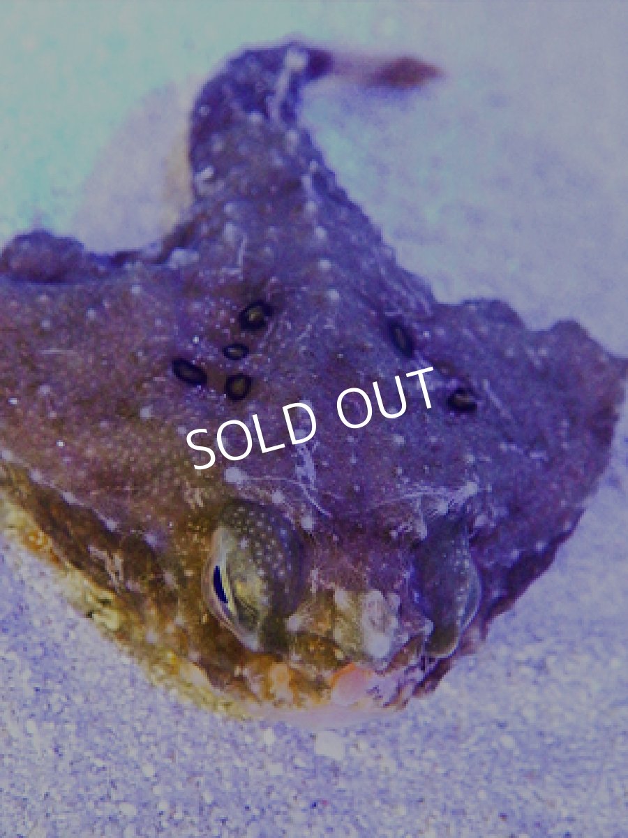 画像2: ワヌケフウリュウウオ (2)