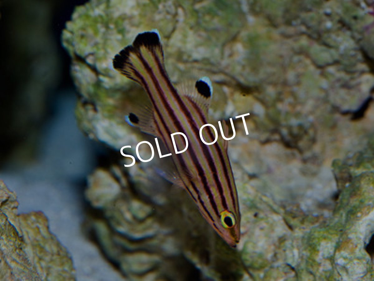 画像2: スイスガードバスレット (2)