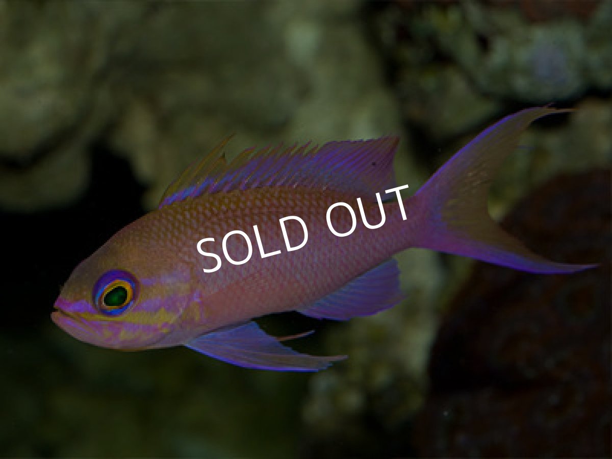 画像2: チチュウカイハナダイ (2)