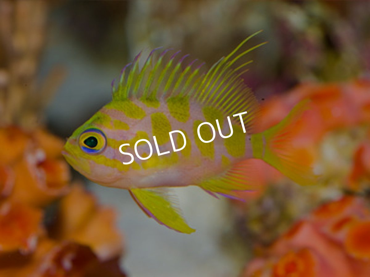 画像2: マダラハナダイ 01 (2)