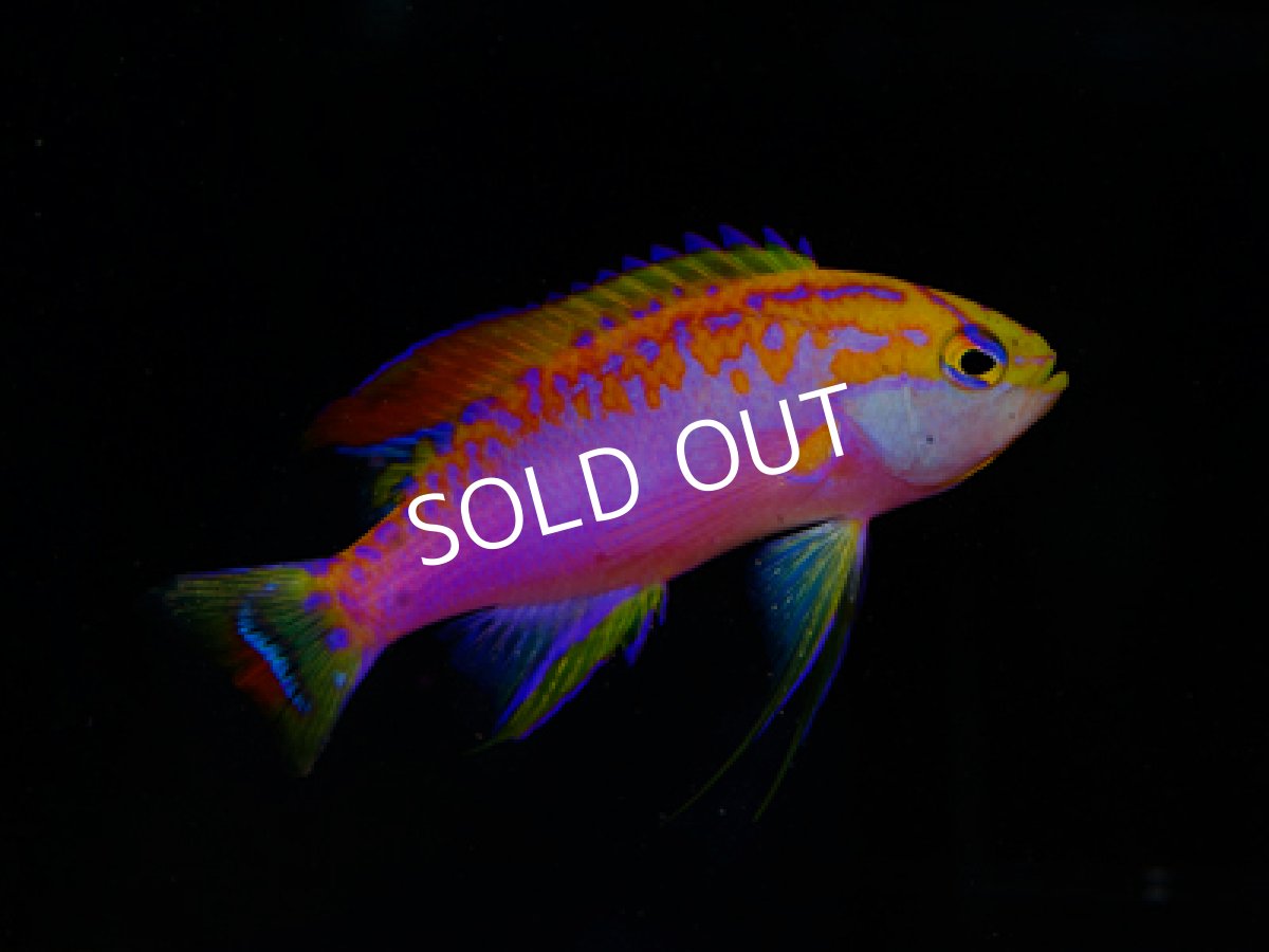 画像2: ベントラリスアンティアス ペア (2)