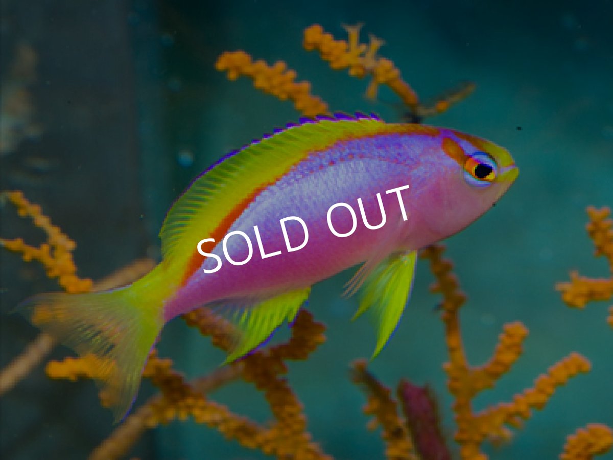 画像3: ベントラリスアンティアス ペア (3)