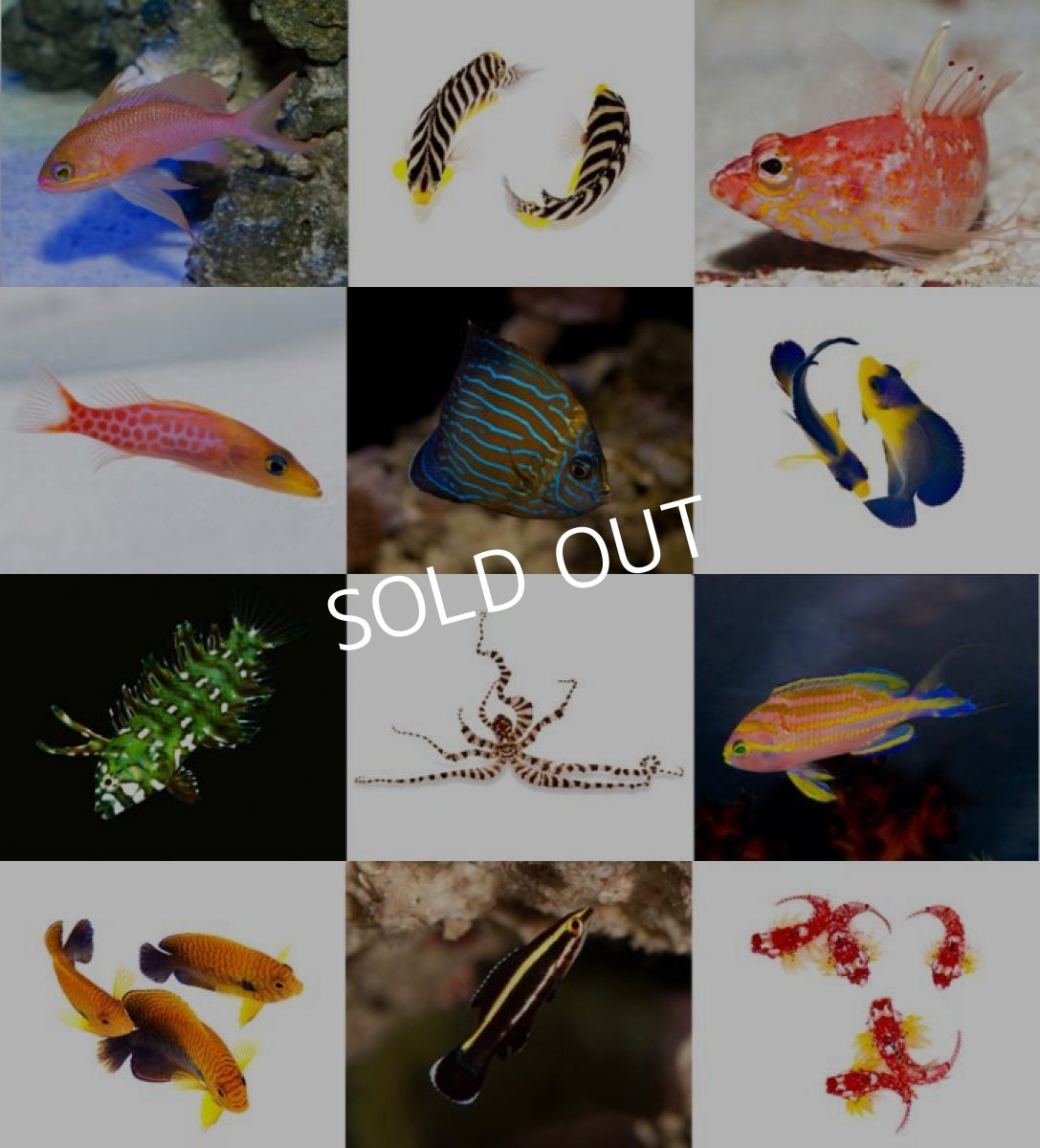 画像2: 2014年 セポ オリジナルカレンダー (2)