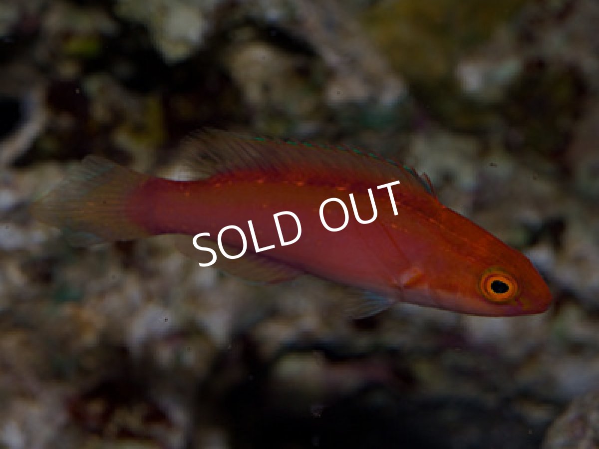 画像2: ヤリイトヒキベラ (2)