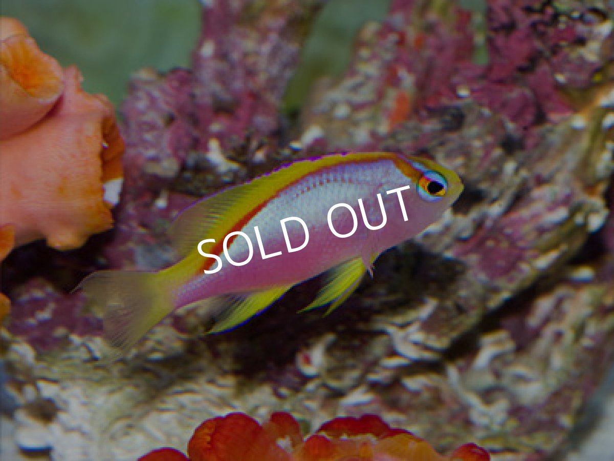 画像3: ニューカレドニア産 ベントラリスアンティアス トリオ (3)