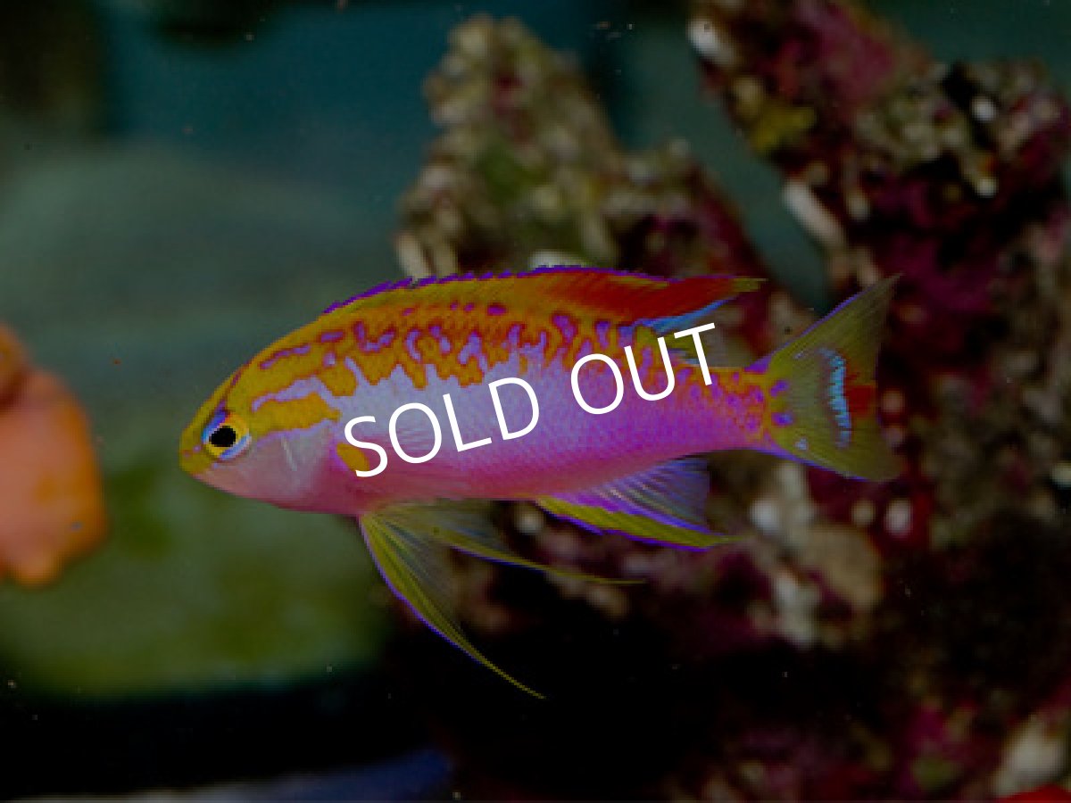 画像2: ニューカレドニア産 ベントラリスアンティアス トリオ (2)