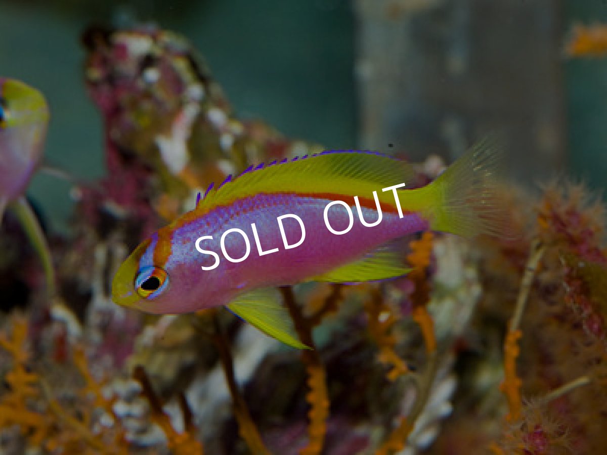 画像3: ニューカレドニア産 ベントラリスアンティアス ペア (3)