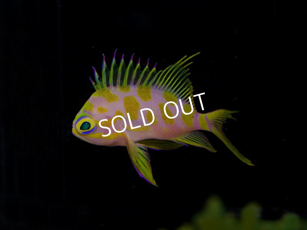 画像2: マダラハナダイ  (2)