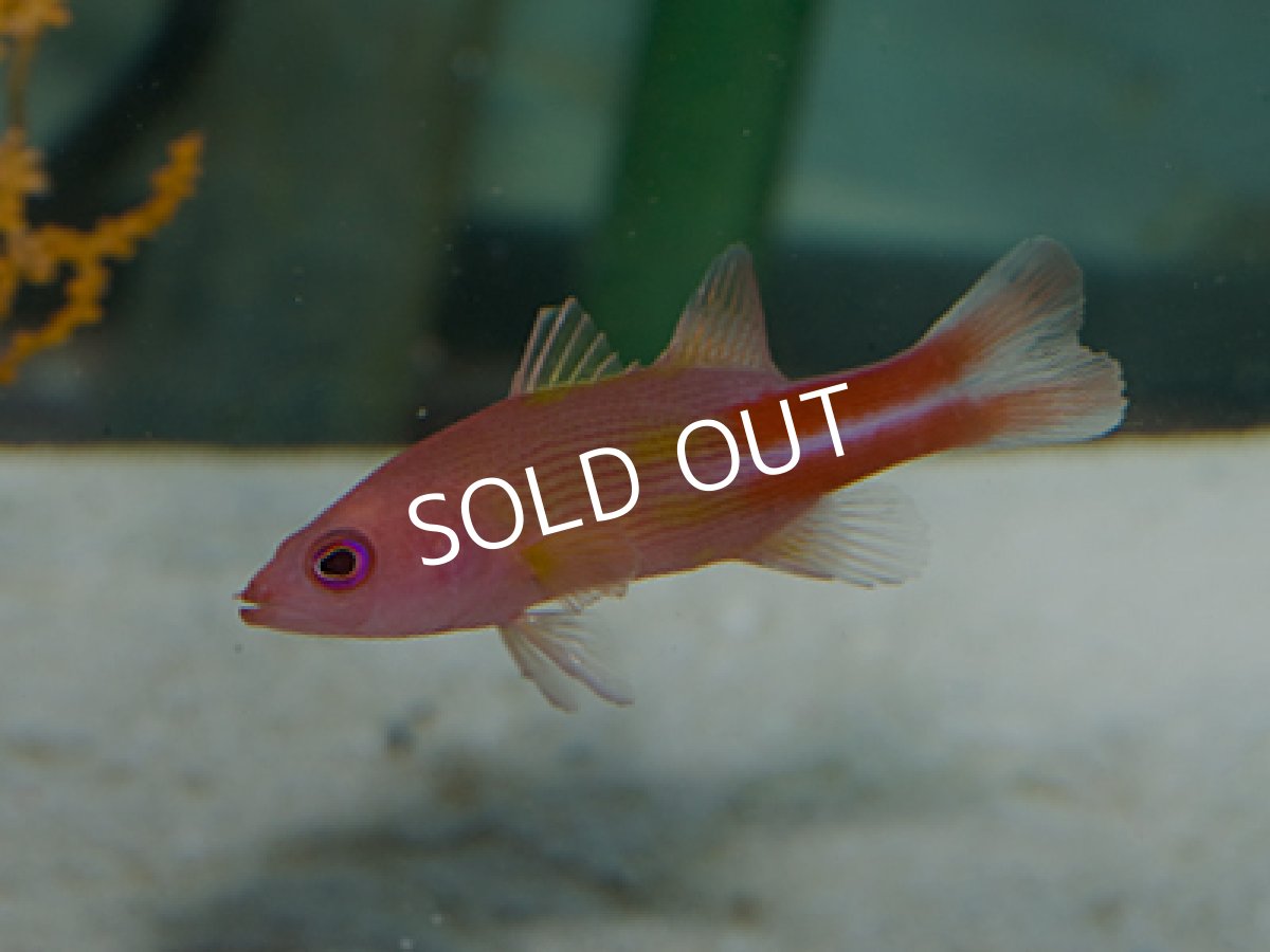 画像2: メニィーストライプバスレット (2)