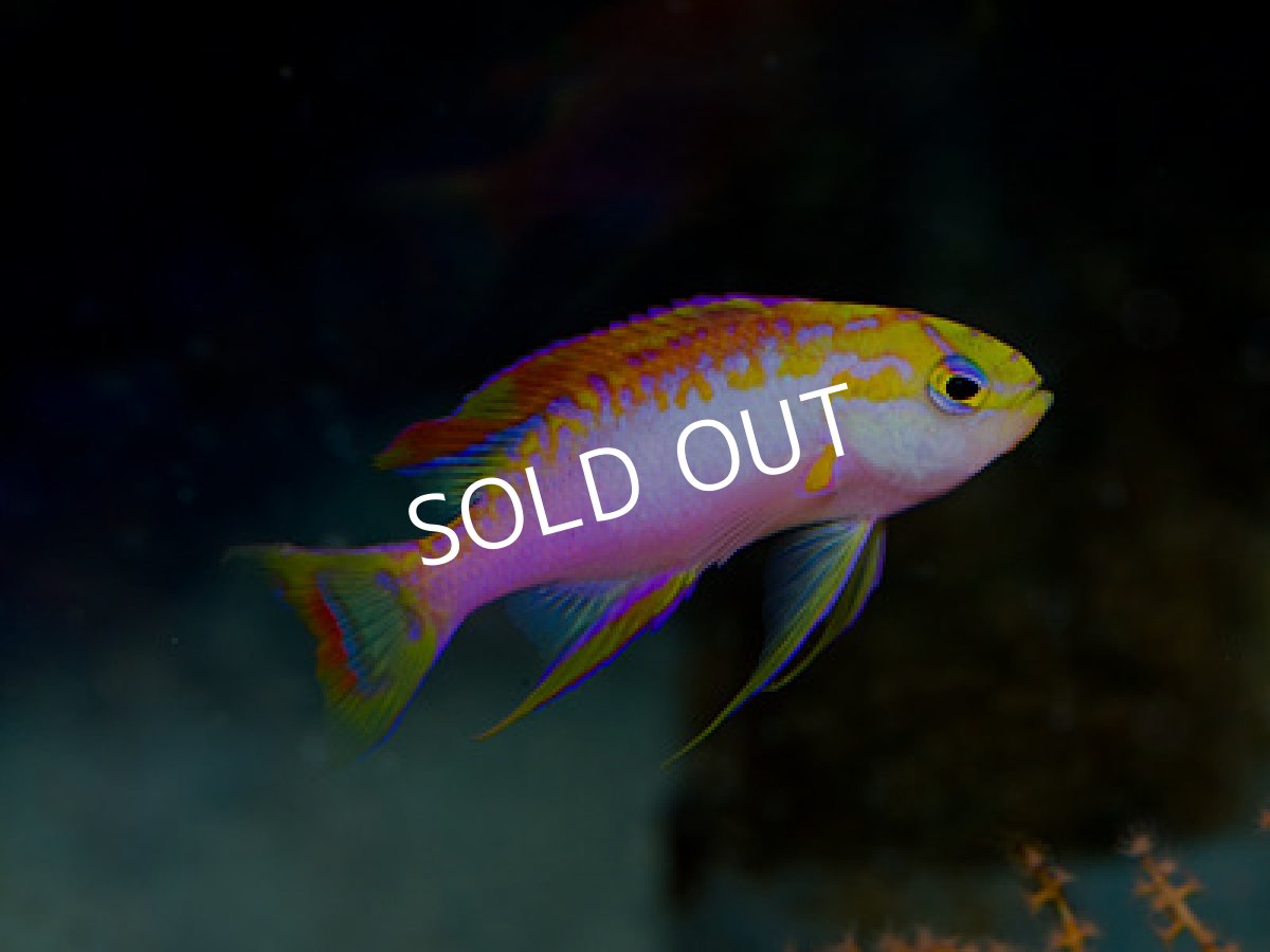 画像2: ニューカレドニア産 ベントラリスアンティアス ペア (2)