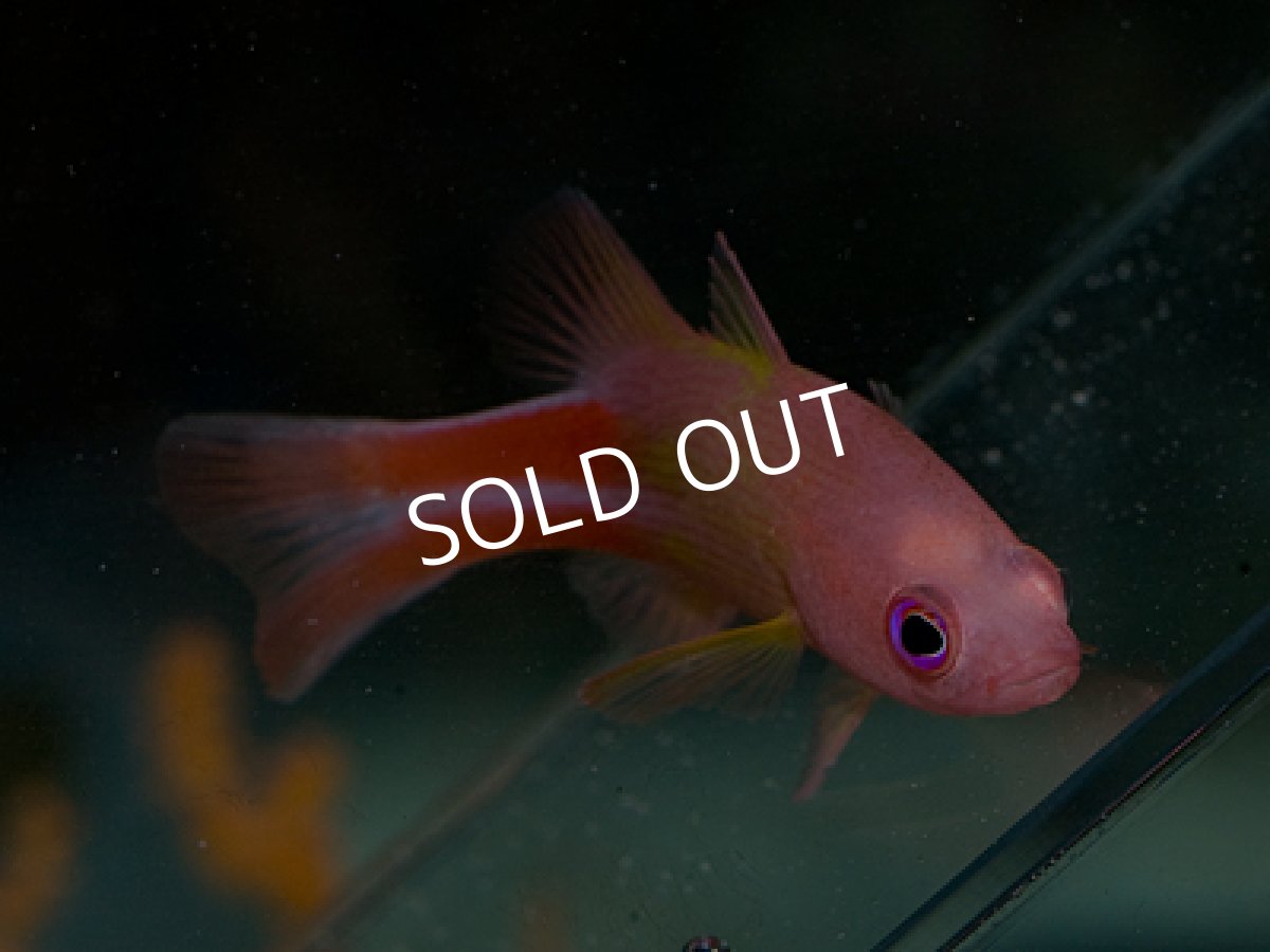 画像3: メニィーストライプバスレット (3)