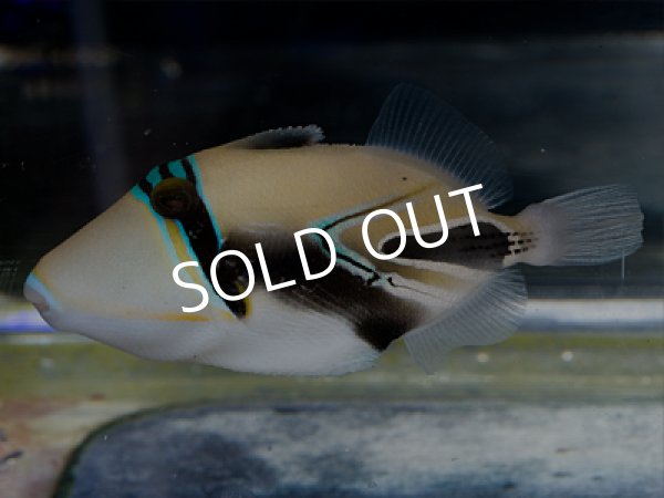 ムラサメモンガラ タスキモンガラ ハイブリット個体 海水魚専門店 Ceppo Onlinestore