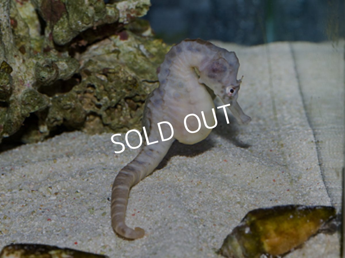 画像2: シーポニー 成魚 ペア (2)