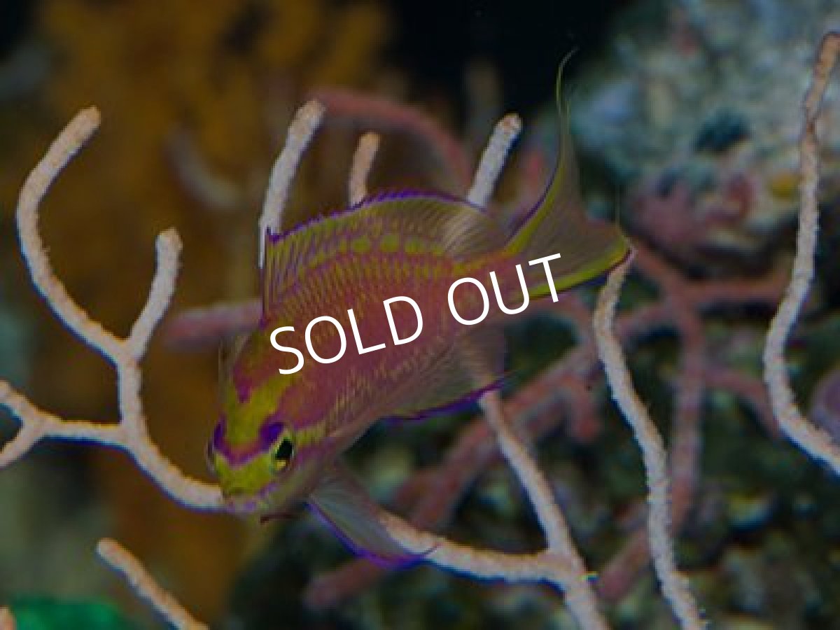 画像2: イトヒキハナダイ　Yg (2)